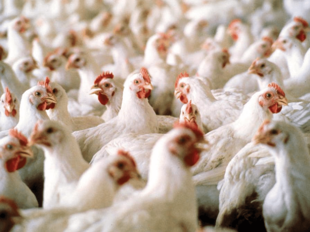 Los argentinos consumen más  de 43 kilos de pollo por año  