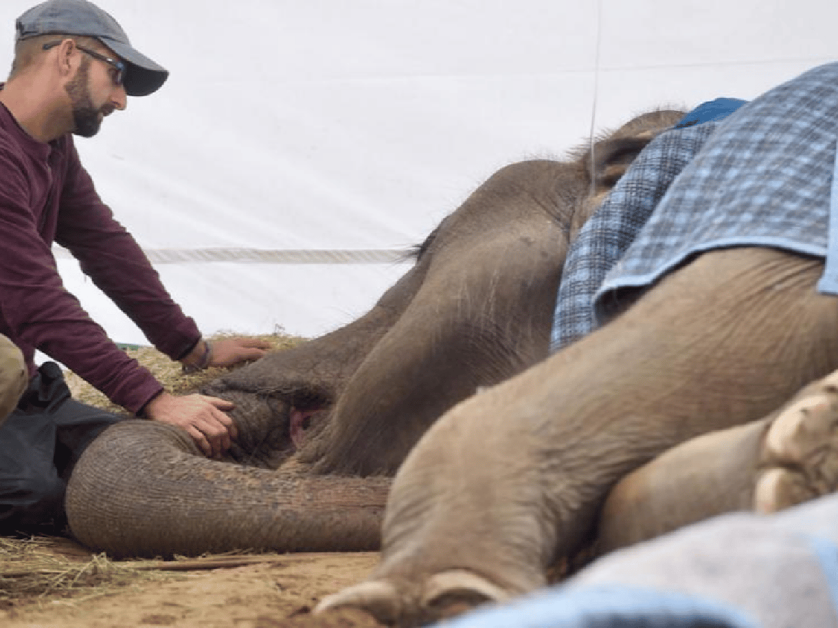 Tristeza: murió la elefanta Pelusa en el zoológico de La Plata