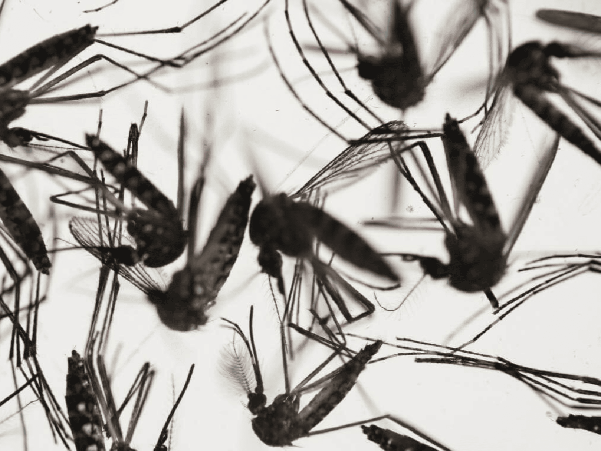 Alerta dengue: aumenta el riesgo por una nueva variedad que portan los mosquitos