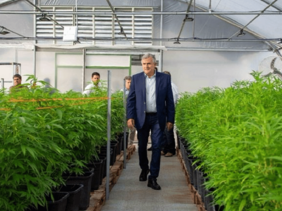 Morales consideró que este año fabricarán aceite de cannabis medicinal en Jujuy