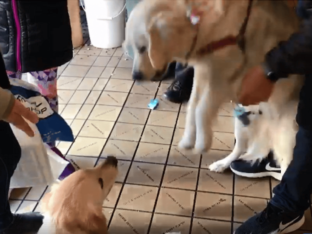 [Video] El emotivo encuentro entre dos perros hermanos que se reconocieron en la calle