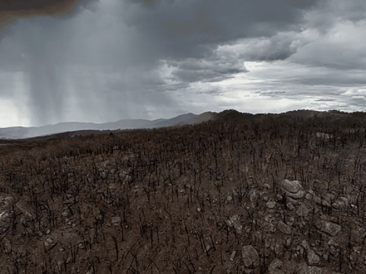 Australia: las lluvias trajeron un poco de alivio a las zonas afectadas por los incendios