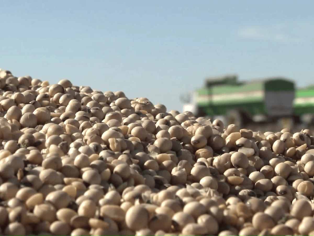 Según la Afip, el 54% de la producción de granos se beneficia de no anticipar impuestos