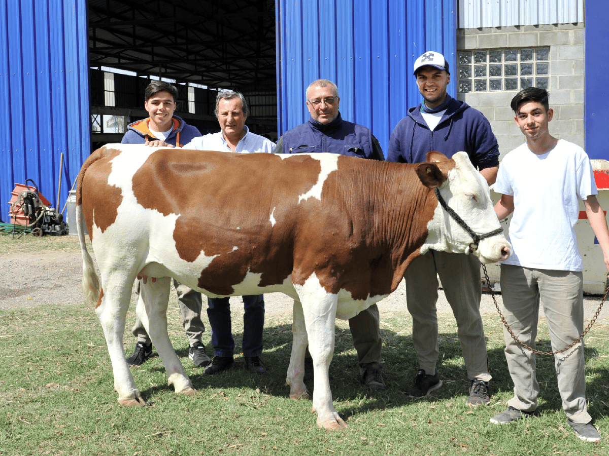 Un ejemplar de Montbéliarde enriquece el patrimonio bovino del Ipea Nº 222