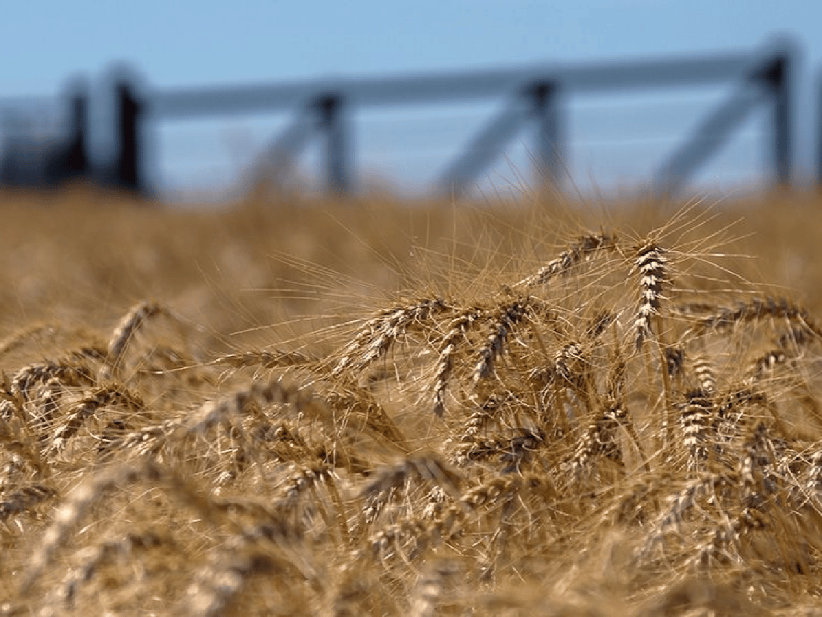 Estiman caída del 24 % en la cosecha de trigo en Córdoba por las condiciones climáticas