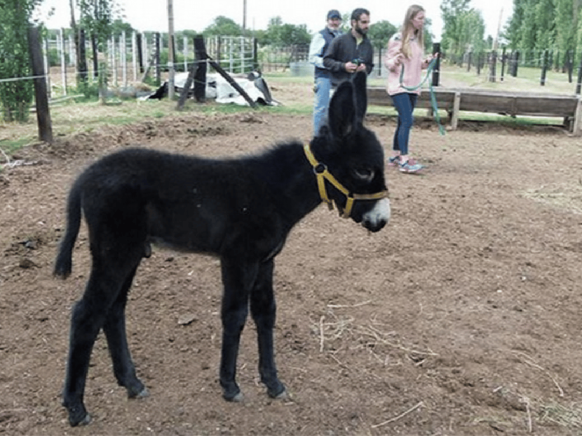 Insólito: una mula dio a luz a un burro en Río Cuarto