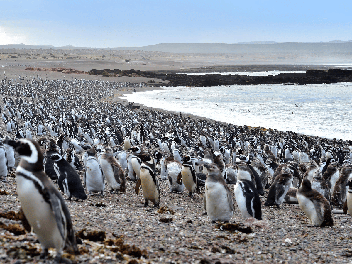 La pingüinera de Punta Tombo está a pleno con más de un millón de ejemplares