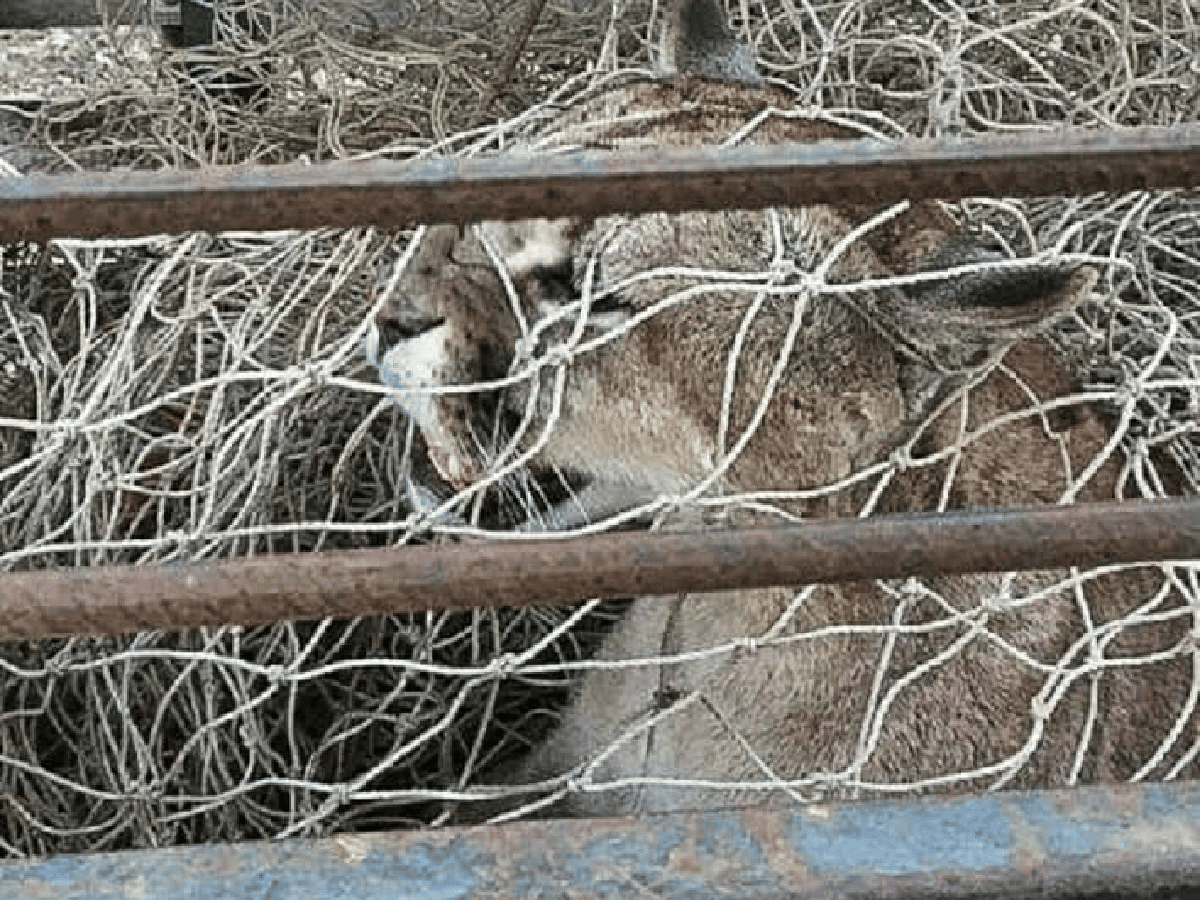 Buenos Aires: capturaron a un puma que estaba subido a un árbol