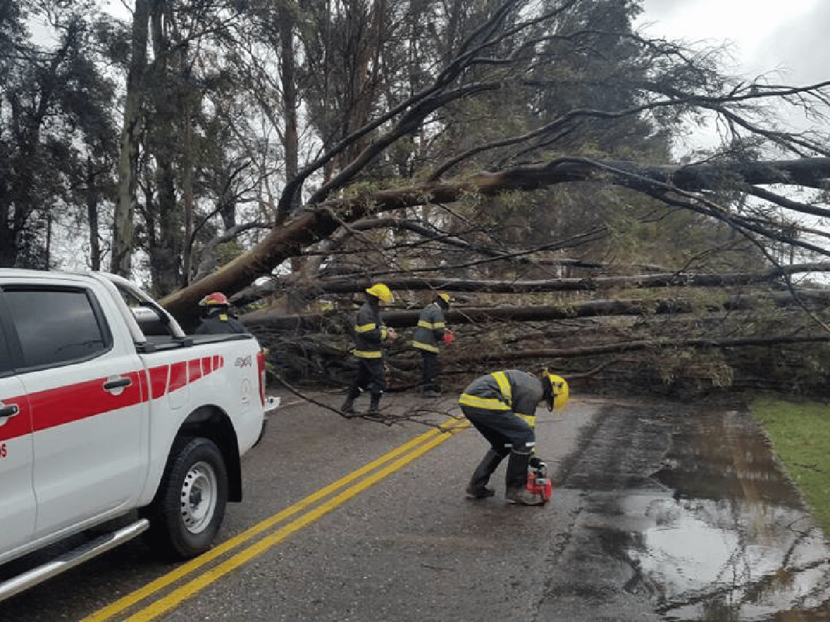 Un árbol gigante se cayó a causa del viento en la avenida Maipú