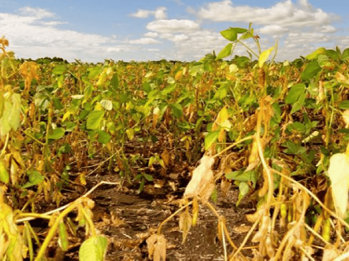 Nación declaró la emergencia agropecuaria por sequía para departamentos de Santa Fe