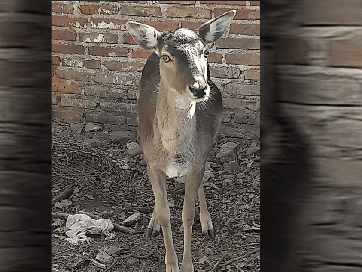 Secuestraron un ciervo de una casa de Río Cuarto
