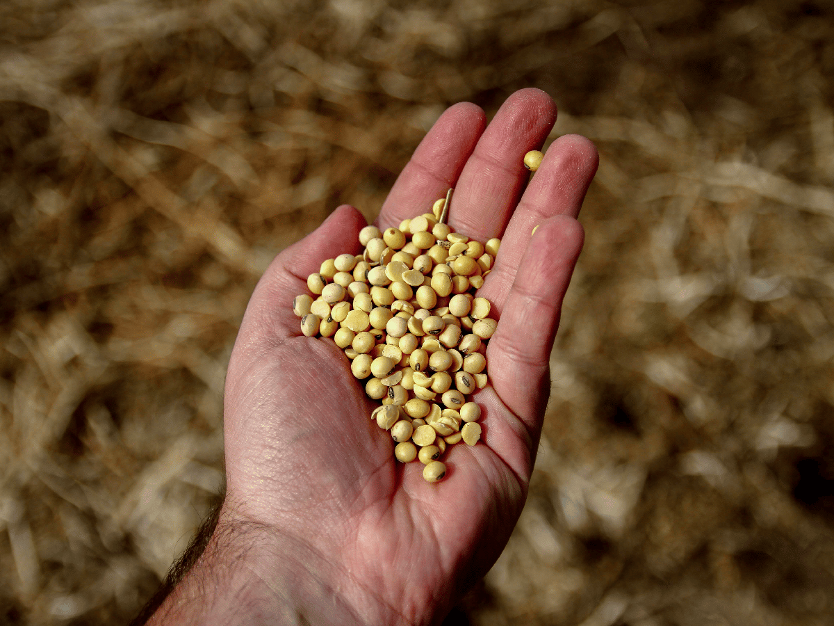 Retenciones: la soja pagará 28%, el trigo y el maíz, 10%   