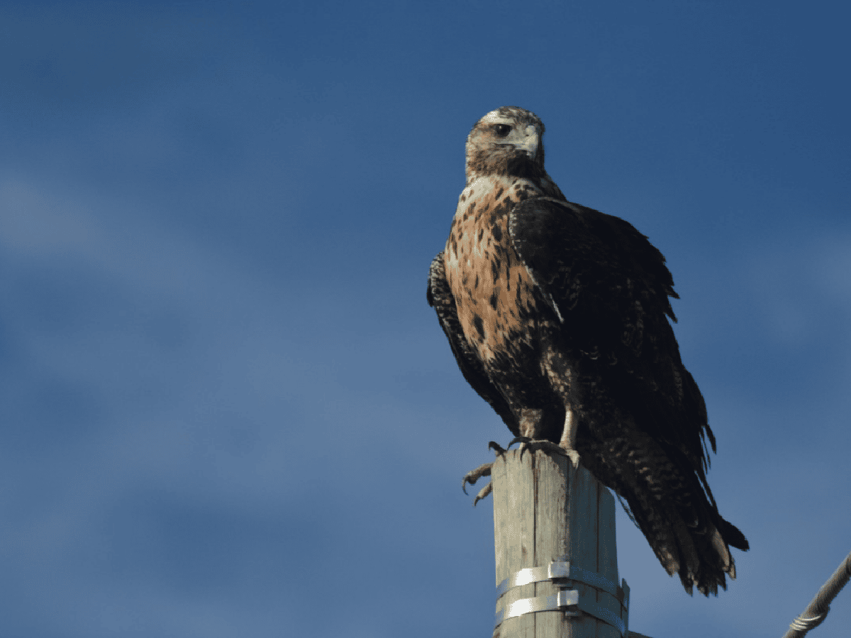  Águila mora en peligro de extinción ante el avance de la autopista 19  