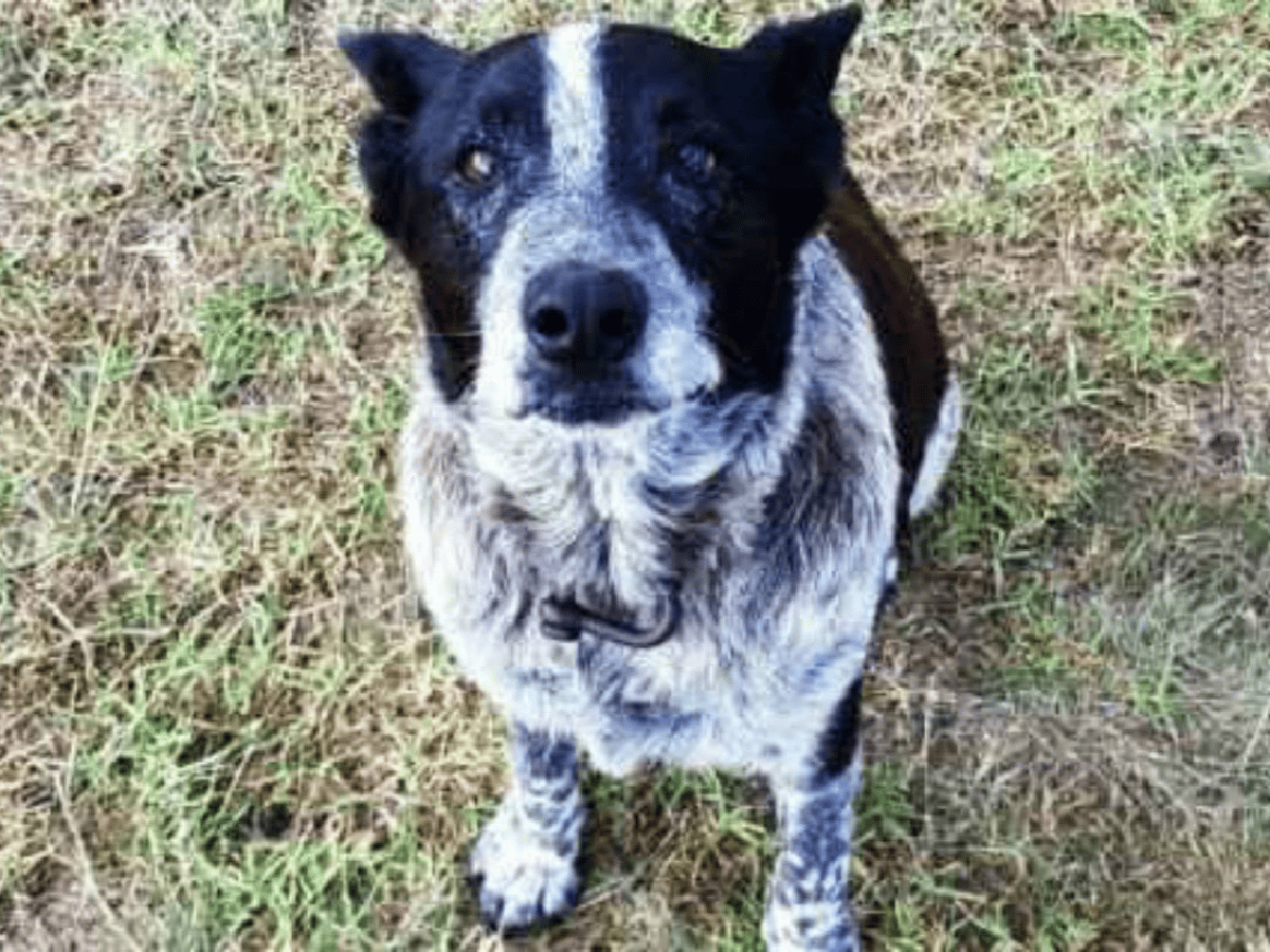 Un perro ciego y sordo salvó la vida de una niña perdida 