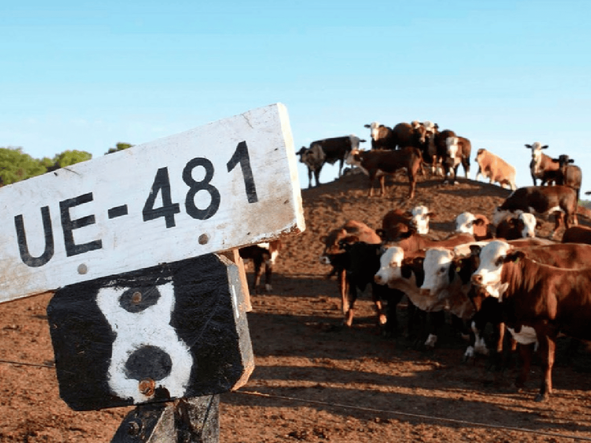 Carne: los pormenores de la Cuota 481 con ingreso sin aranceles a la Unión Europea 