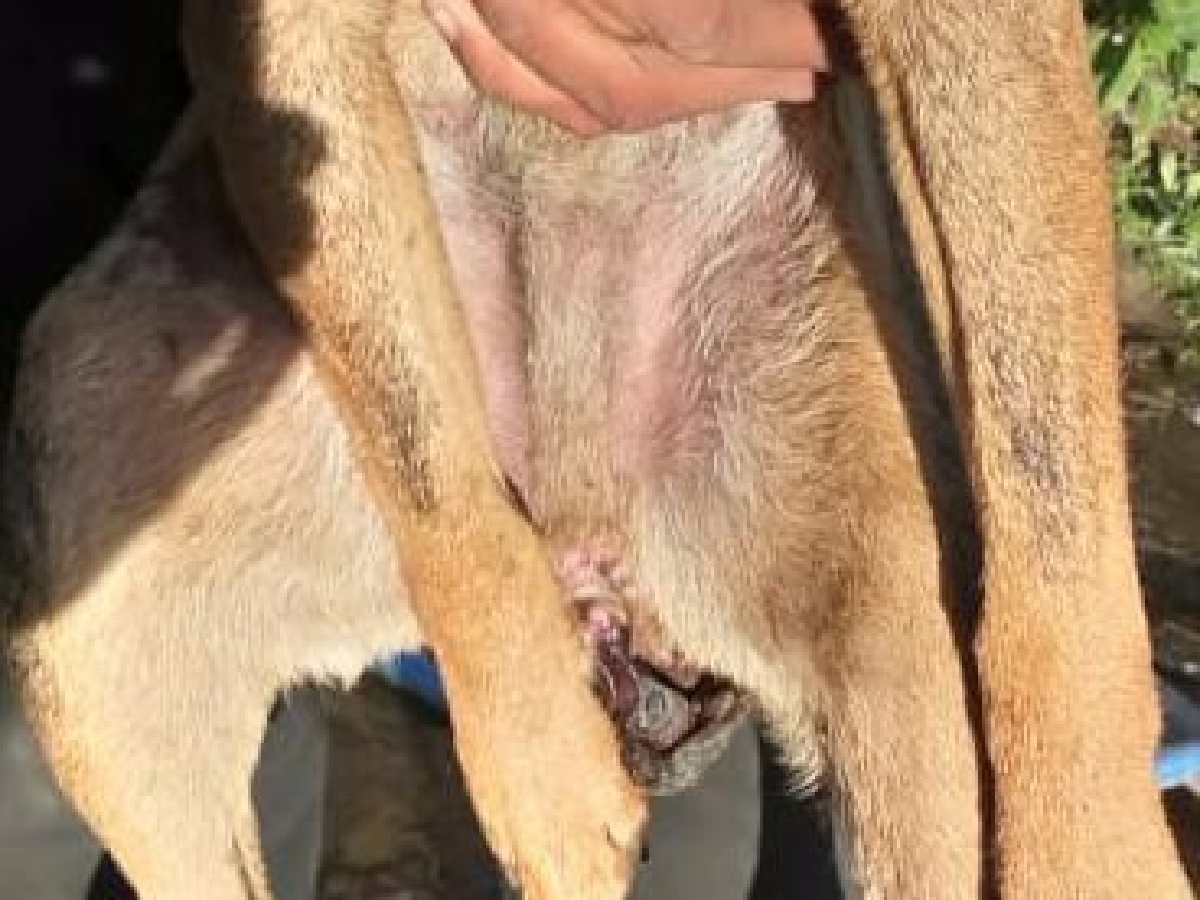 Hallan a más perros mutilados en Córdoba: dos detenidos