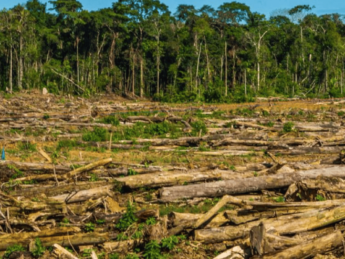 Amazonia en peligro