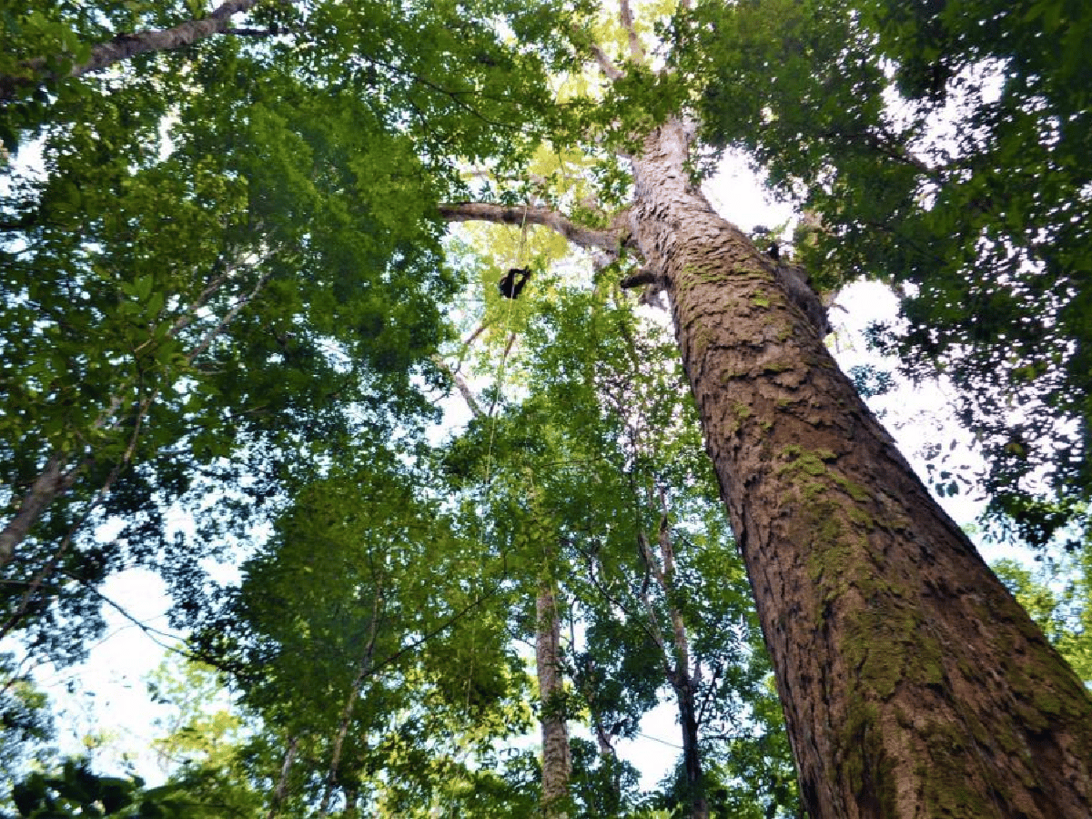 El árbol "más grande" de la Amazonía mide 88 metros y está a salvo de incendios