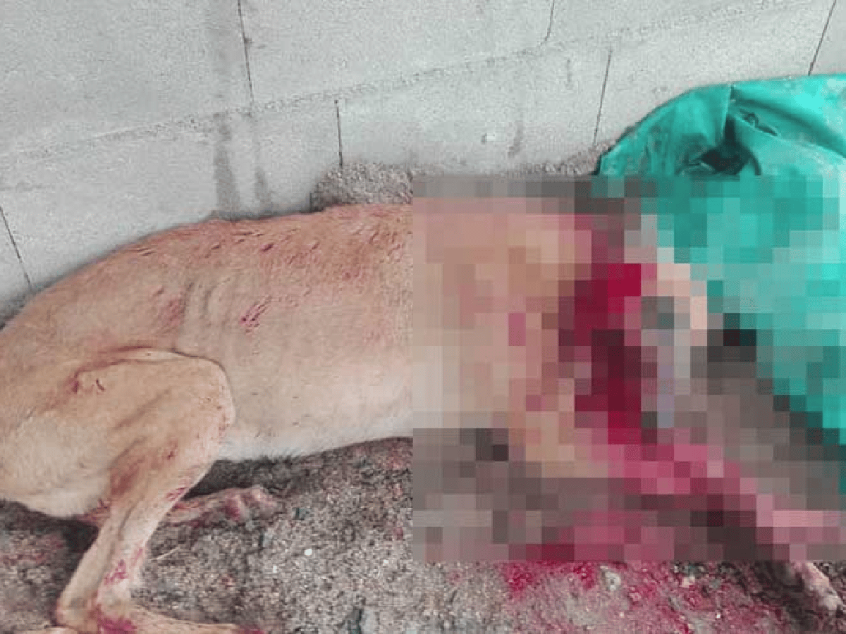 Por un pedazo de carne un hombre golpeó a un perro hasta matarlo