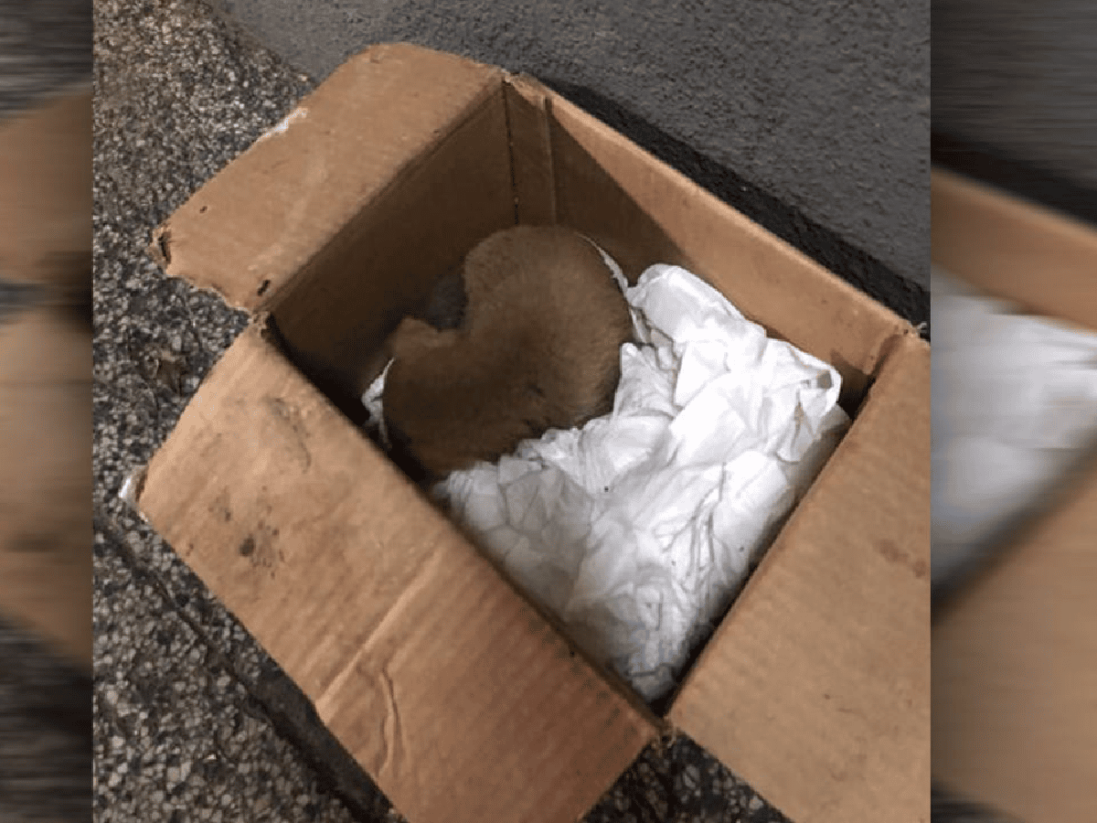 [Video] En Uruguay, recolectores rescataron a un perrito de un camión de basura