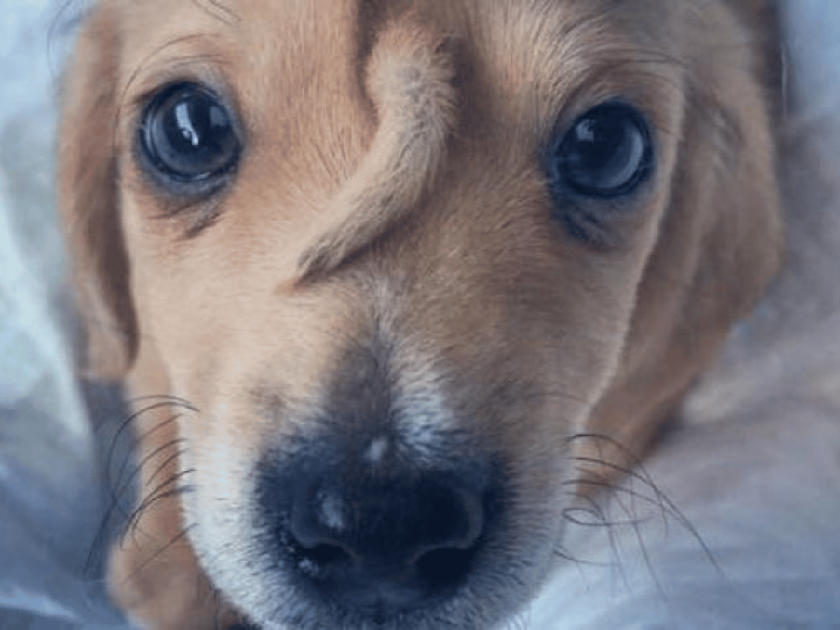 [Video] Narwhal, el cachorro que nació con una misteriosa cola en su cabeza y fue abandonado en la calle