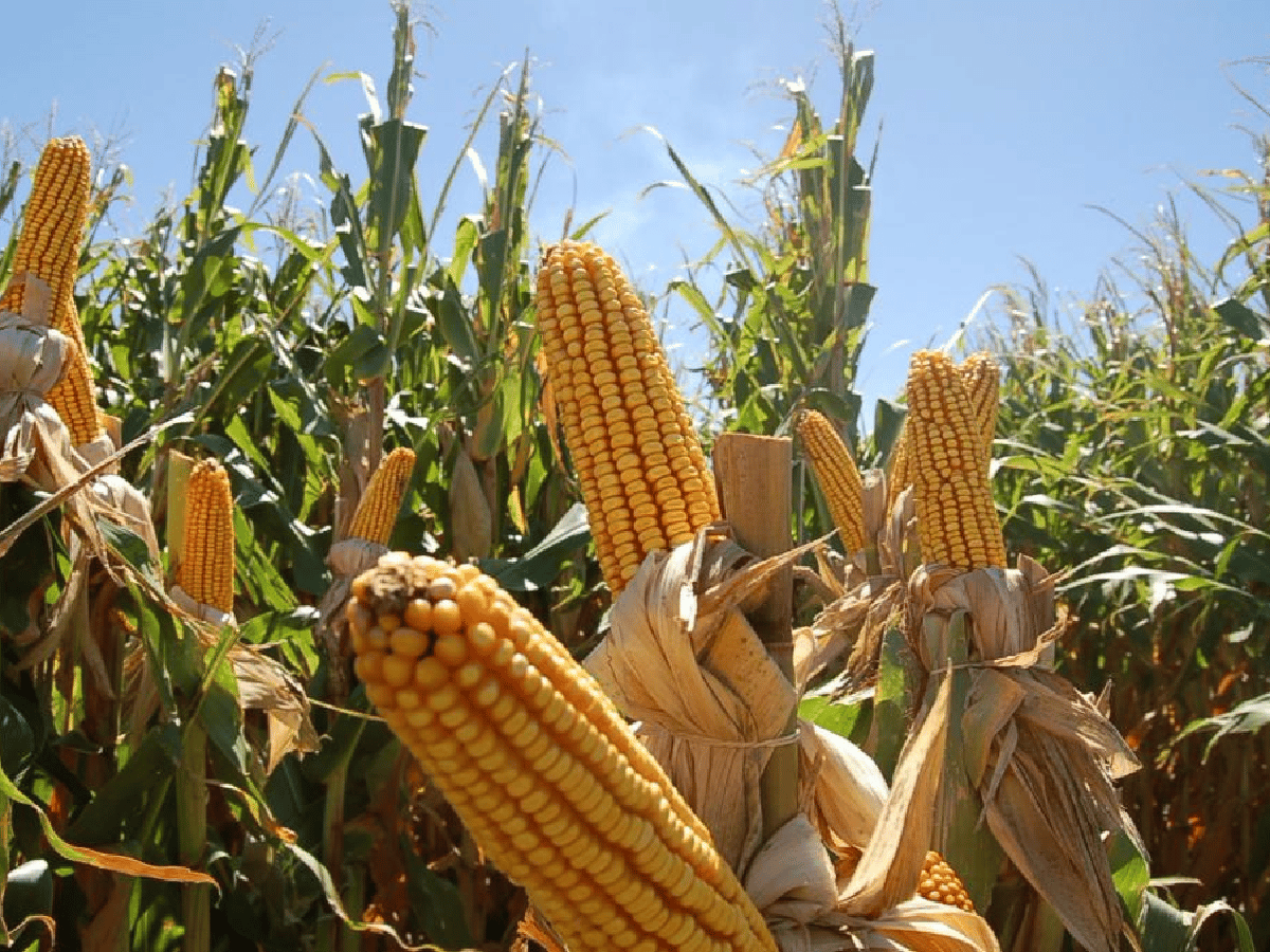 Exportaciones de maíz alcanzarían récord de 33 millones de toneladas        