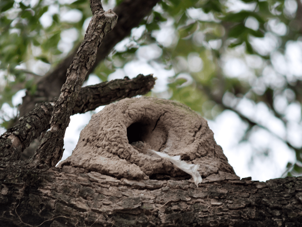  Un pájaro albañil: el hornero conquistó el cemento sanfrancisqueño   