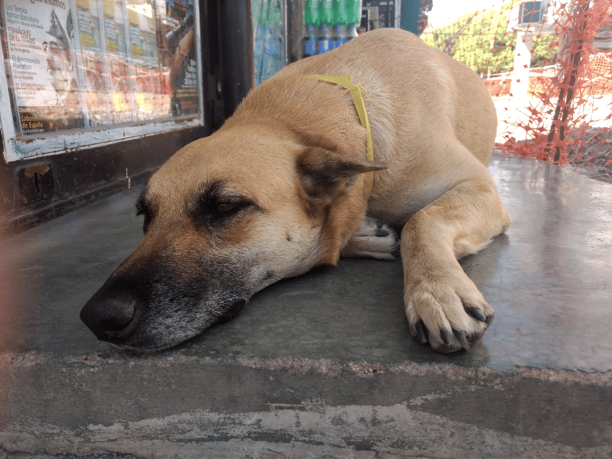 Con cintas amarillas identifican a perros callejeros para cuidarlos y mantenerlos sanos 