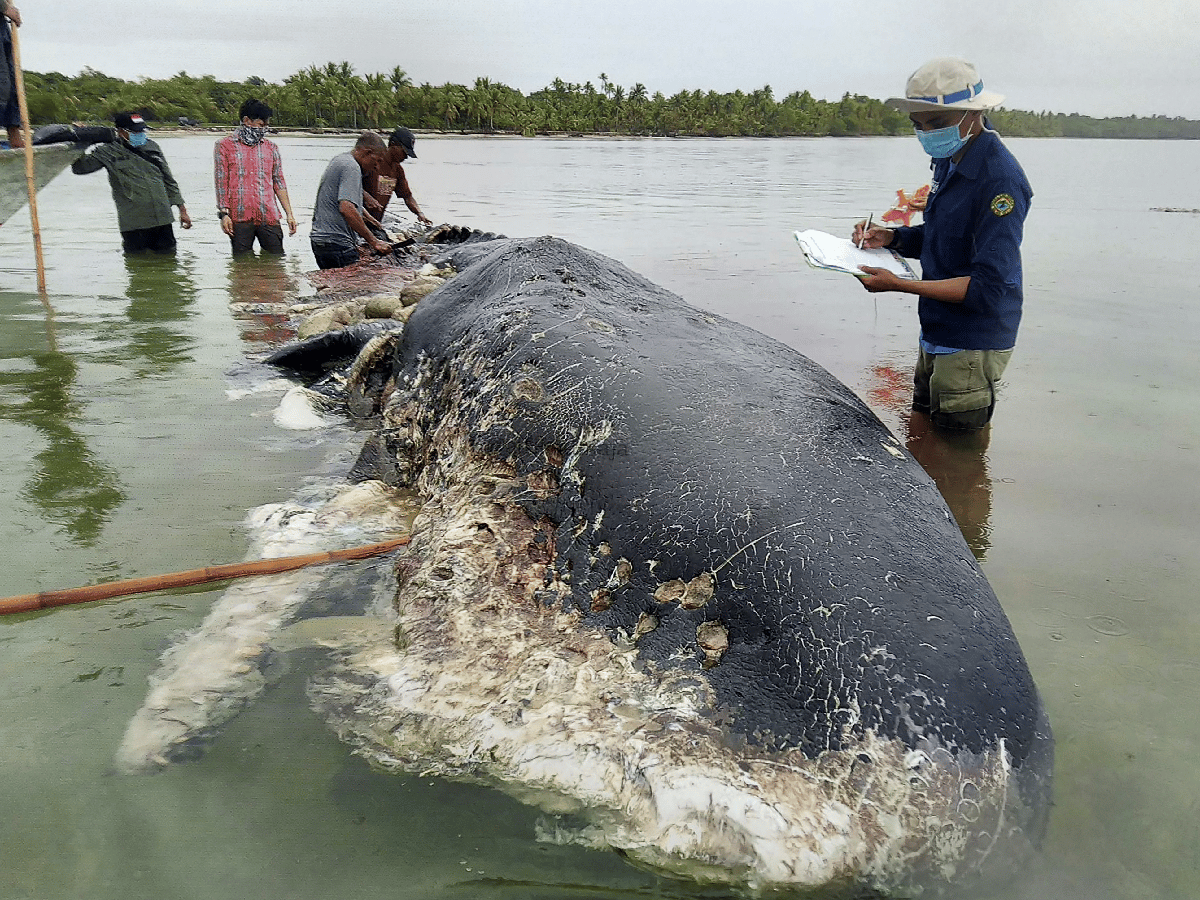 Indonesia: hallan muerto un cachalote con 6 kg de plástico en el estómago