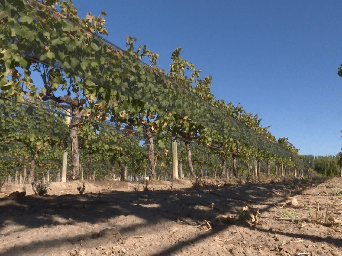 Ante la crisis climática, la industria vitivinícola argentina se encamina hacia un modelo más sustentable