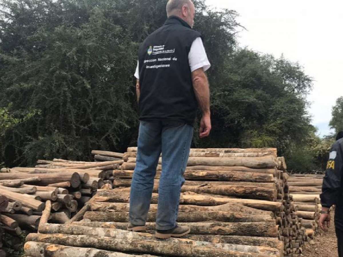 Desbarataron una banda que exportaba madera de especies en extinción