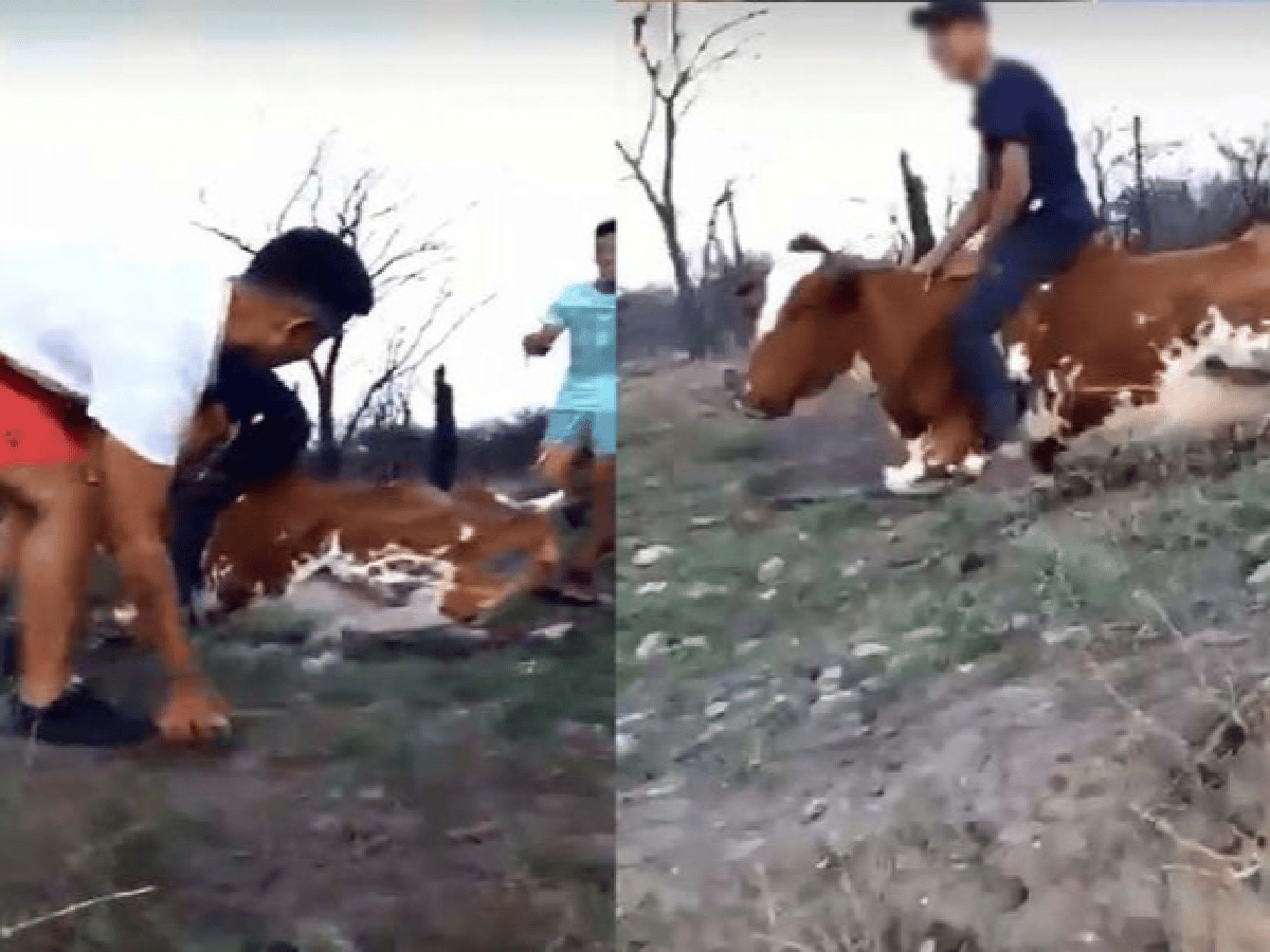 Indignación por el video de jóvenes golpeando a una vaca