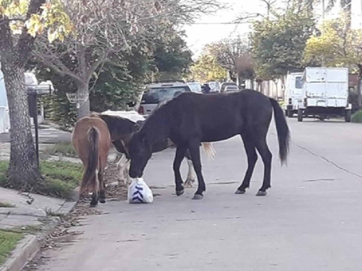 Ingresa al Concejo el proyecto que prevé fuertes multas por  caballos sueltos en la calle