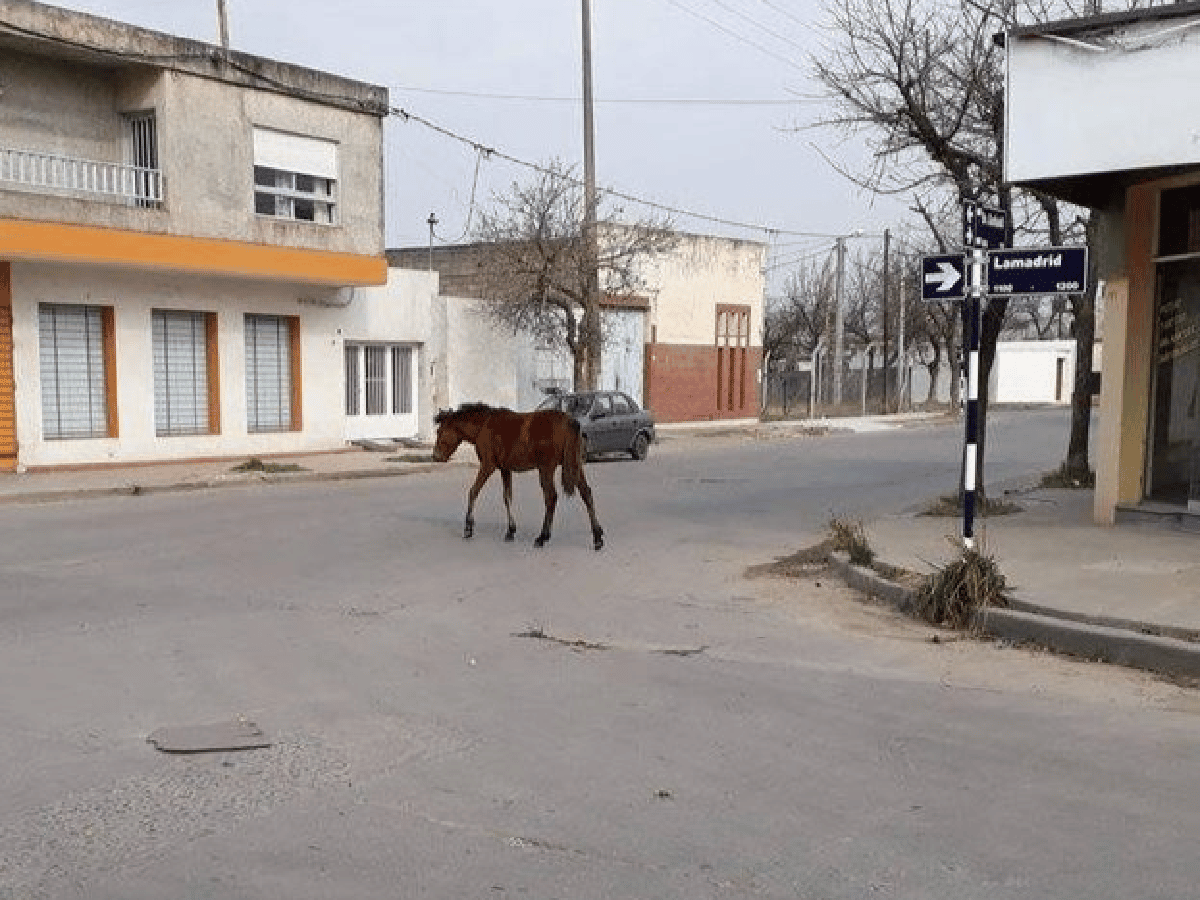 Denuncian presencia de caballos sueltos en barrio Vélez Sarsfield