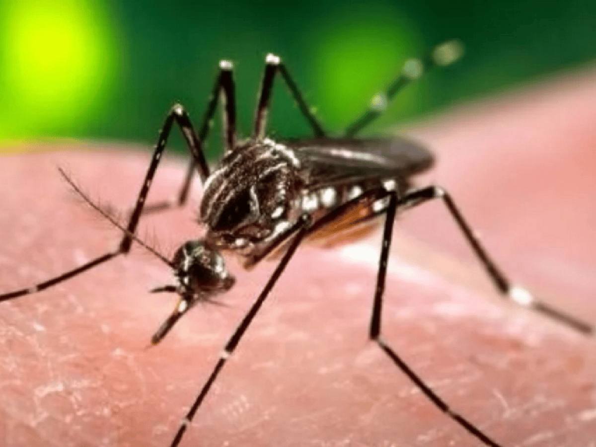  Dengue: 137 casos confirmados en Rafaela 