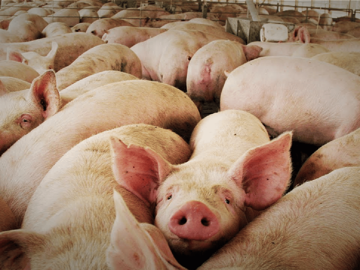Brinkmann: millonaria inversión en la primera granja porcina  