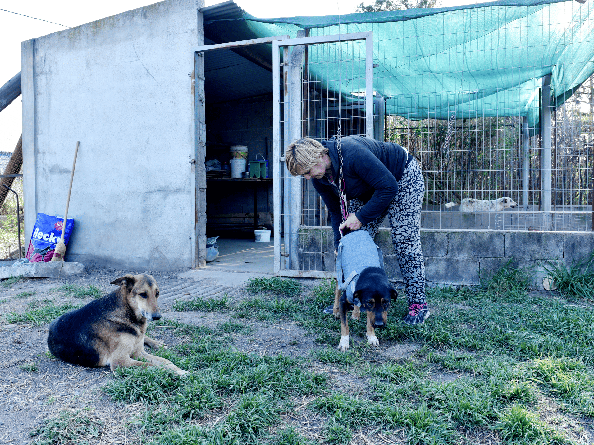 La Protectora, un “hospital” para perros  accidentados y abandonados