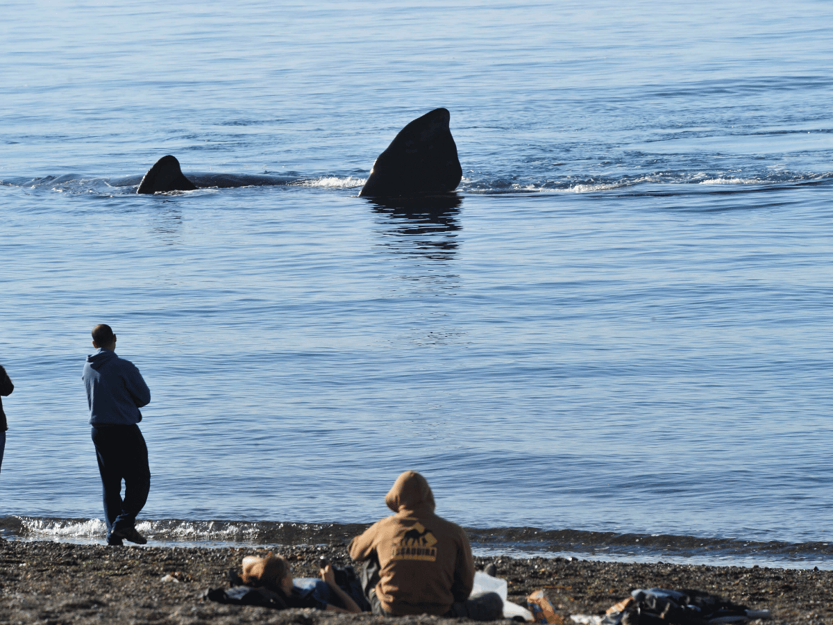 Las primeras ballenas del año llegaron a Puerto Madryn, en pareja y con sus crías