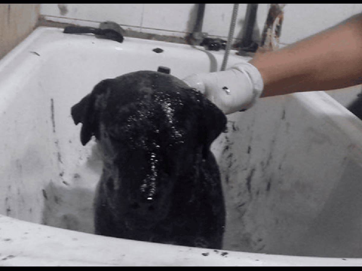 Video: El heroico rescate de un perro cubierto de brea en Lanús que emociona a la gente
