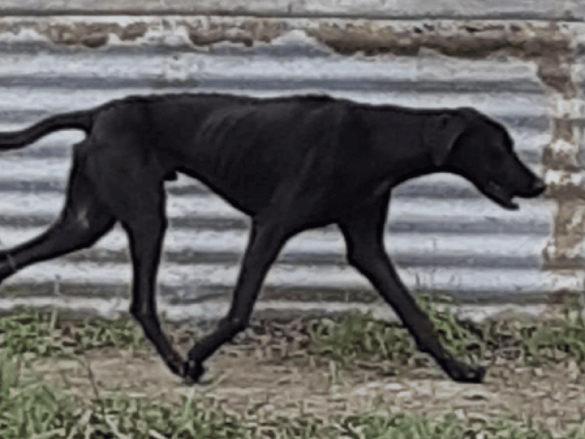 Rescataron a un perro en una vivienda de barrio Vélez Sarsfield 