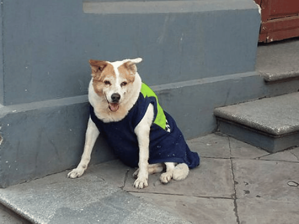 Murió Azul, el perro de la Policía que paseaba uniformado