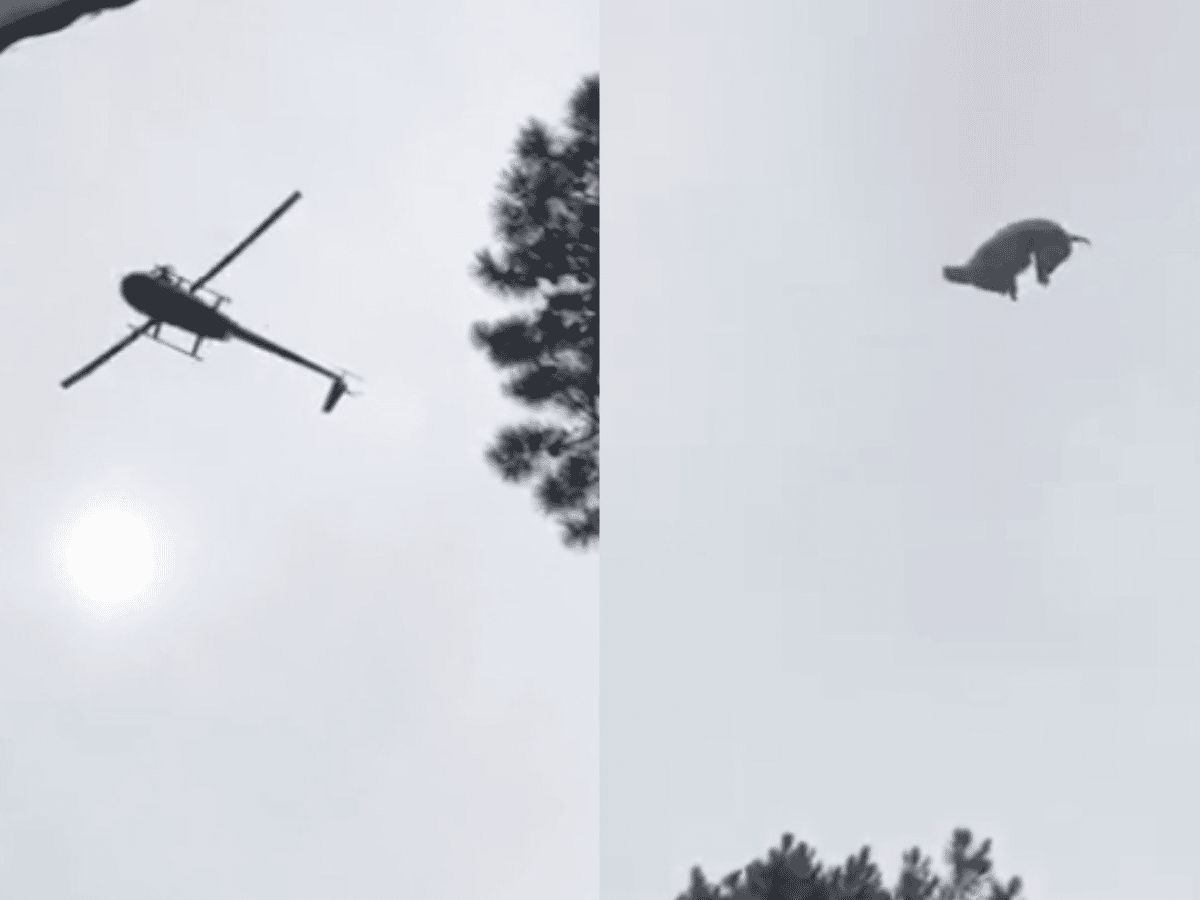 Un helicóptero, un cerdo y una pileta: un video que causó indignación