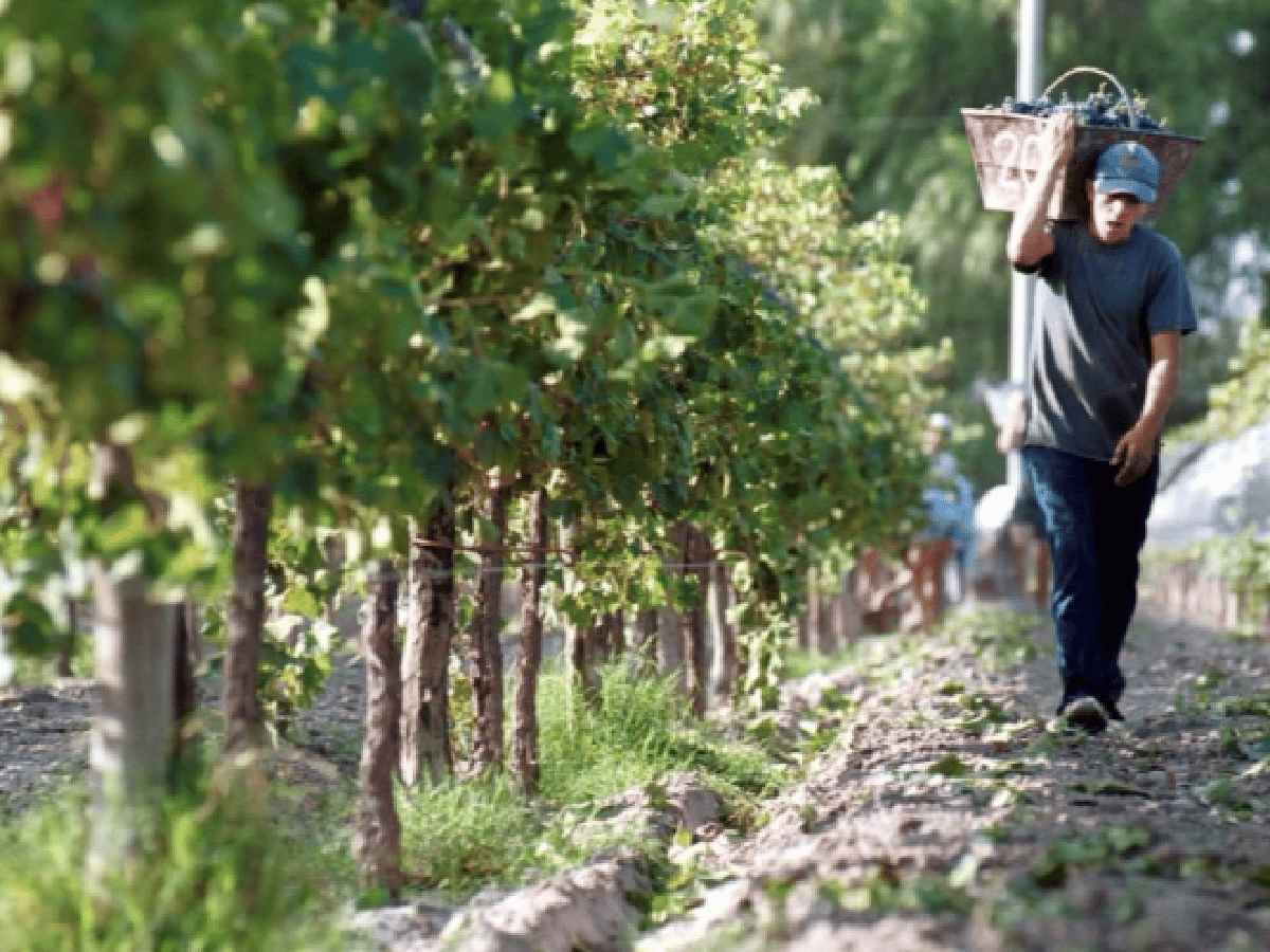 Industria vitivinícola advirtió sobre posibles despidos 