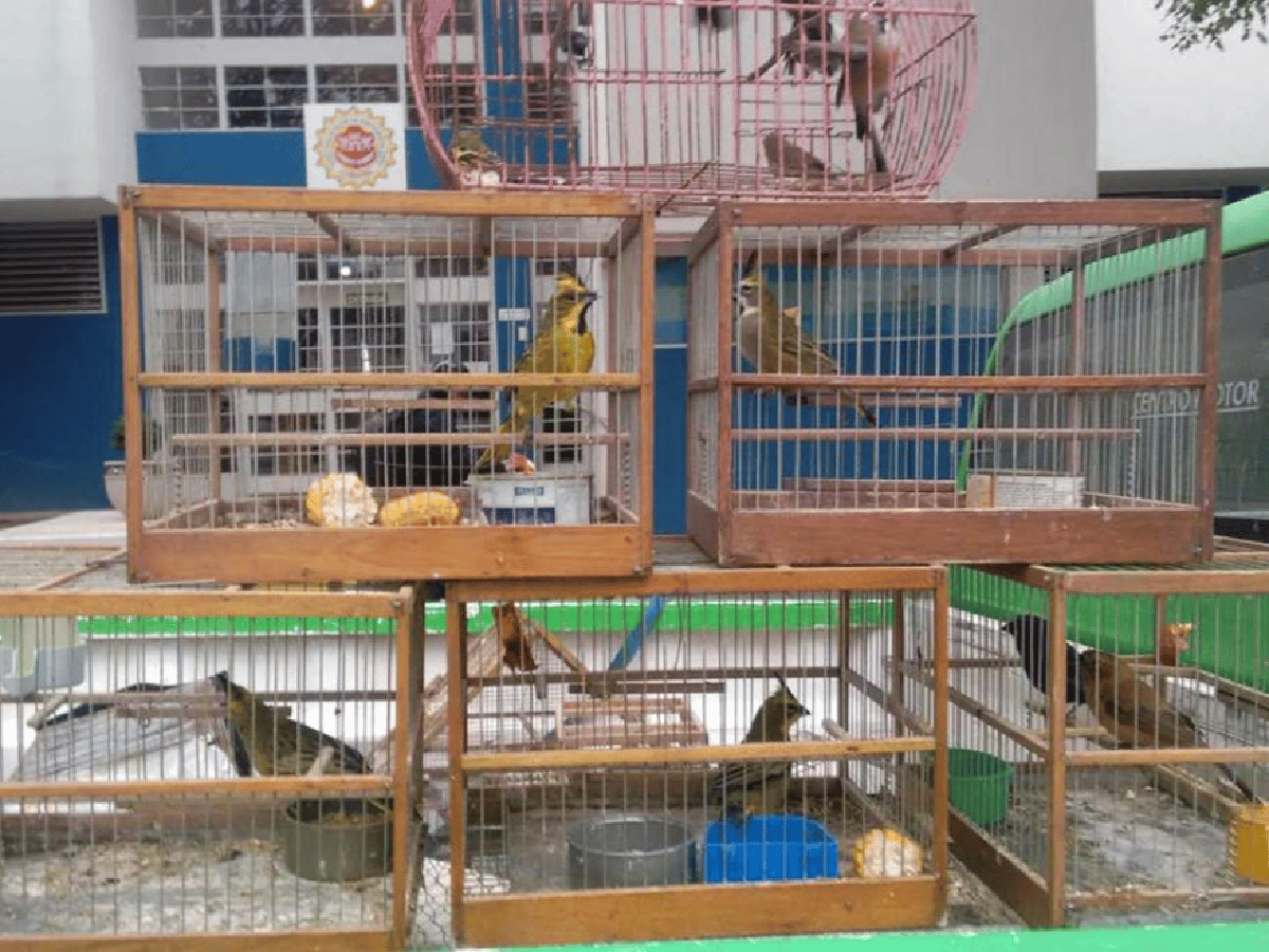 Morteros: rescatan aves autóctonas en cautiverio 