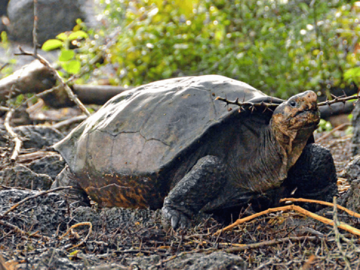[Video] Encontraron una tortuga que se creía extinta hace 100 años