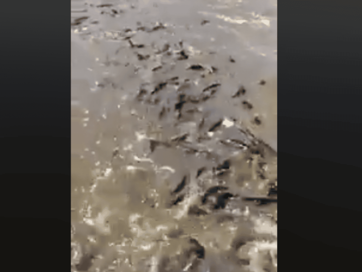 Aparición de una gran cantidad de peces en Corrientes