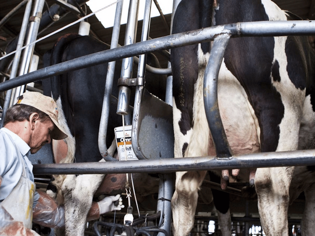 Por atraso en los pagos, tamberos ya analizan dejar de entregar leche a Sancor  
