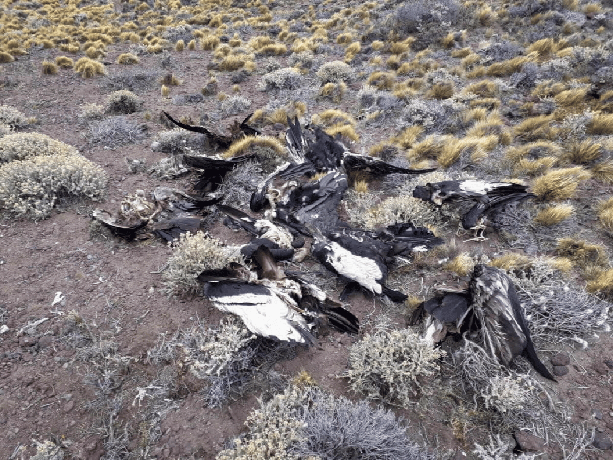 Denuncian muerte de  23 cóndores andinos por agrotóxicos 