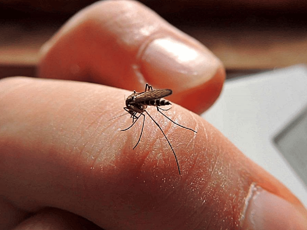 Confirmaron tres casos de dengue en ciudad de Córdoba