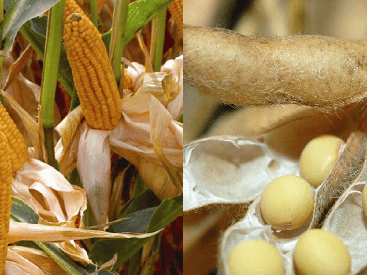 El maíz volvió a ser el protagonista en Rosario y la soja, en Chicago  